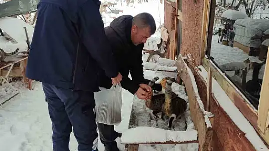 Bünyan'da sokak hayvanlarına mama desteği