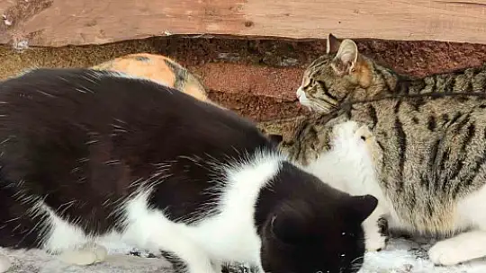 Bünyan'da sokak hayvanlarına mama desteği