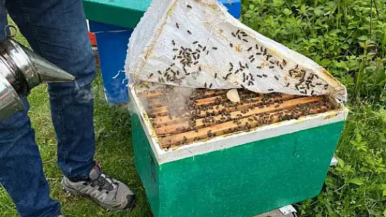 Büyükşehir, tescilli bal üreticilerine 60 adet damızlık ana arı desteği verdi
