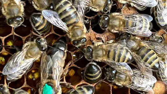 Büyükşehir, tescilli bal üreticilerine 60 adet damızlık ana arı desteği verdi