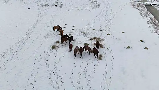 Büyükşehirden 'dilsiz dostlara' merhamet eli: Soğuk günlerde sıcak bir dokunuş