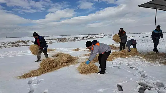 Büyükşehirden 'dilsiz dostlara' merhamet eli: Soğuk günlerde sıcak bir dokunuş