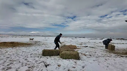 Büyükşehirden 'dilsiz dostlara' merhamet eli: Soğuk günlerde sıcak bir dokunuş