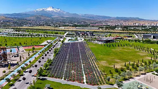 Büyükşehirin lavanta bahçesi, Erciyes manzarasıyla ziyaretçilerini büyülüyor