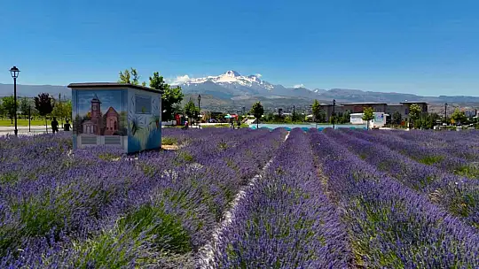 Büyükşehirin lavanta bahçesi, Erciyes manzarasıyla ziyaretçilerini büyülüyor