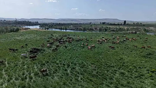 Büyükşehirin mera vasfı kazandırdığı 400 dekar alanda bin 500 büyükbaş otluyor