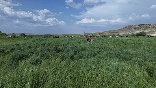 Büyükşehirin mera vasfı kazandırdığı 400 dekar alanda bin 500 büyükbaş otluyor