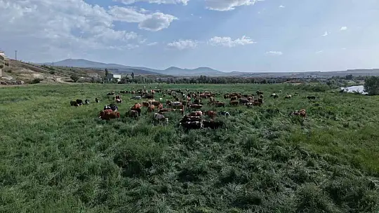 Büyükşehirin mera vasfı kazandırdığı 400 dekar alanda bin 500 büyükbaş otluyor