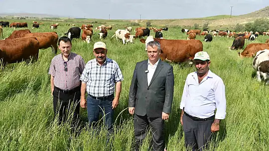 Büyükşehirin mera vasfı kazandırdığı 400 dekar alanda bin 500 büyükbaş otluyor