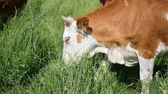 Büyükşehirin mera vasfı kazandırdığı 400 dekar alanda bin 500 büyükbaş otluyor