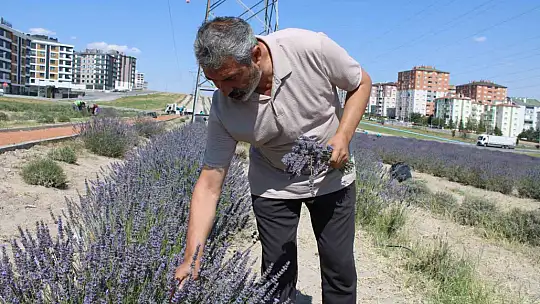 Çiftçilere örnek olması için ekilen lavantanın 4. hasadı yapıldı