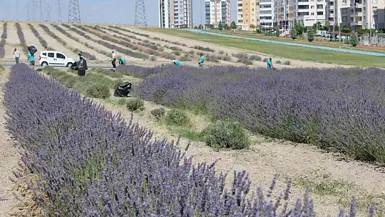 Çiftçilere örnek olması için ekilen lavantanın 4. hasadı yapıldı