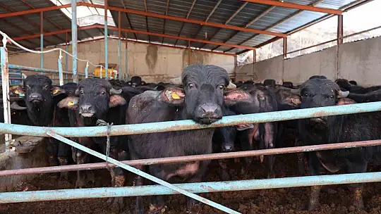 Damızlık manda desteği kura çekilişi yapıldı