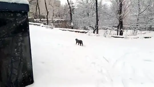 Develi'de kar yağışı etkili oldu