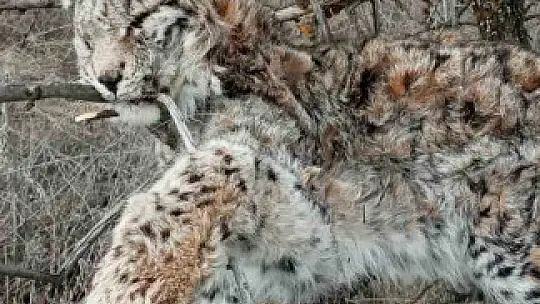 Doğada nadir görülen vaşak ölü bulundu