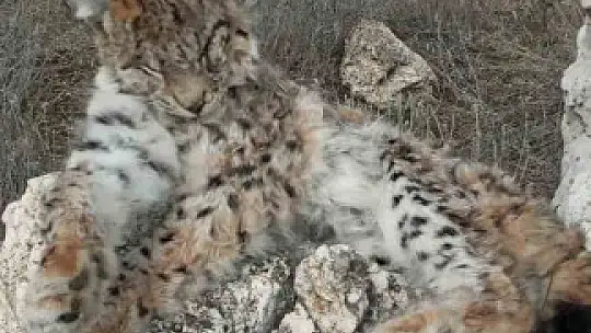 Doğada nadir görülen vaşak ölü bulundu