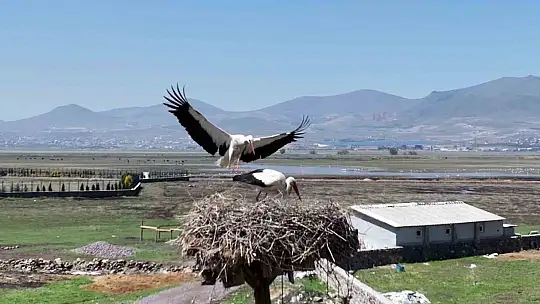 Doğanın uyanışı, Hürmetçi Sazlığı'nda sahneleniyor