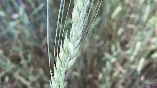 Dolu yağışı ekili alanlara zarar verdi