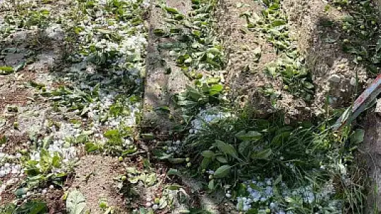 Dolu yağışı ekili alanlara zarar verdi