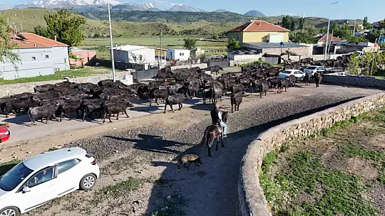 Erciyes'in eteklerinde manda safari