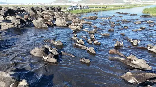 Erciyes'in eteklerinde manda safari