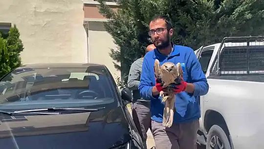 Erciyes'te yaralı şahin kurtarıldı