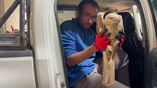 Erciyes'te yaralı şahin kurtarıldı
