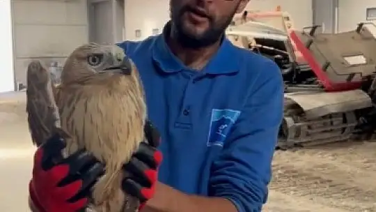 Erciyes'te yaralı şahin kurtarıldı