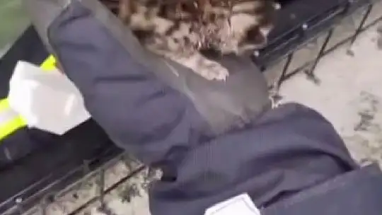 Havalandırma boşluğuna düşen kedinin yardımına itfaiye koştu