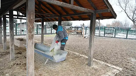 Hayvanat bahçesi misafirlerine kış desteği