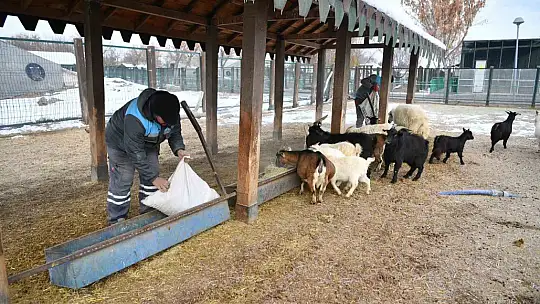Hayvanat bahçesi misafirlerine kış desteği