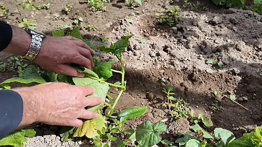 Huzurevi'ndeki yaşlı çınarlar hobi bahçesi ile toprakları yeşertiyor