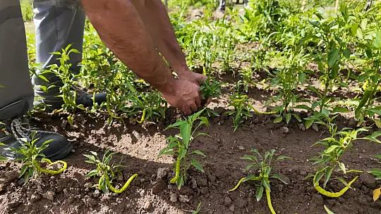 Huzurevi'ndeki yaşlı çınarlar hobi bahçesi ile toprakları yeşertiyor