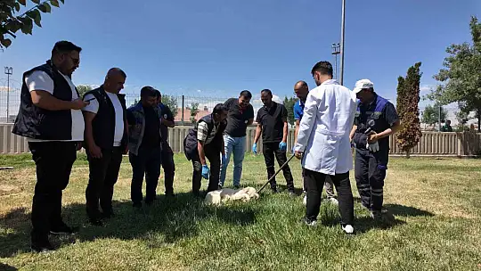 İlçe belediyelerine sokak hayvanlarını toplama eğitimi ve mama desteği