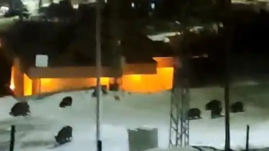 İlçe merkezine inen domuz sürüsü kamerada