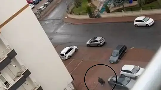 Katil zanlısı Kıbrıs'ta eşini tehdit ettiği için 4 ay, kayınvalidesini dövdüğü için 2 ay cezaevinde kalmış