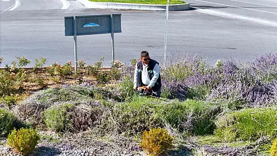Kayseri Büyükşehir'de lavanta hasadı başladı