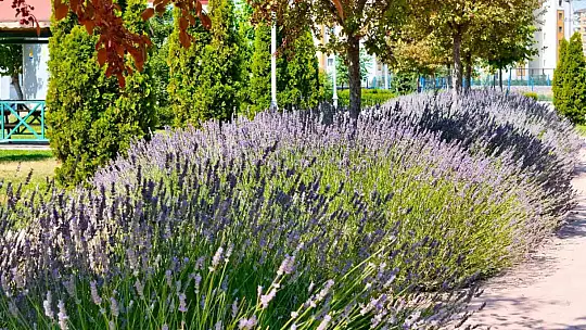 Kayseri Büyükşehir'de lavanta hasadı başladı