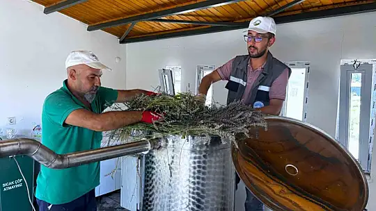 Kayseri Büyükşehir'de lavanta hasadı başladı