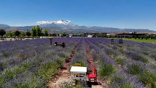 Kayseri Büyükşehir'de lavanta hasadı başladı
