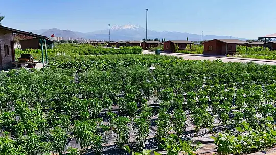 Kayseri Büyükşehir'in doğal ürünler pazarı 25 Temmuz'da kapılarını açıyor