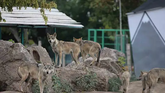 Kayseri'de 10 yıl sonra gelen yavru sevinci: Deve kuşlarının 10 yıl sonra doğal yollarla yavruları oldu