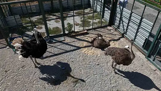 Kayseri'de 10 yıl sonra gelen yavru sevinci: Deve kuşlarının 10 yıl sonra doğal yollarla yavruları oldu