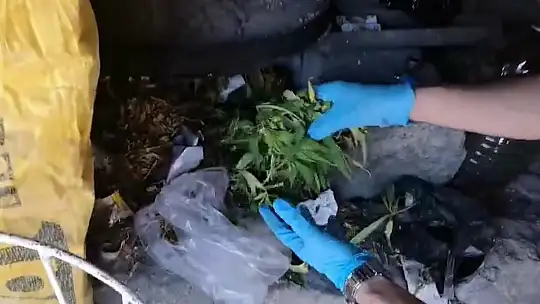 Kayseri'de 287 kök kenevir ele geçirildi: 1 gözaltı