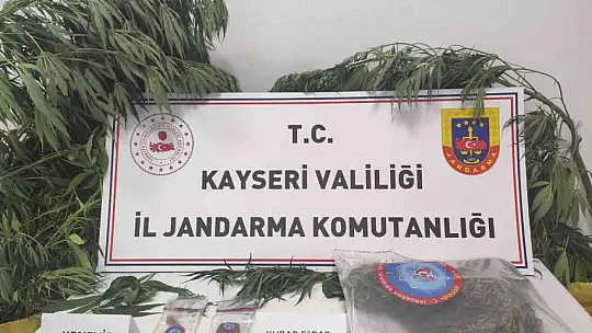 Kayseri'de 7 kök kenevir ele geçirildi: 1 gözaltı