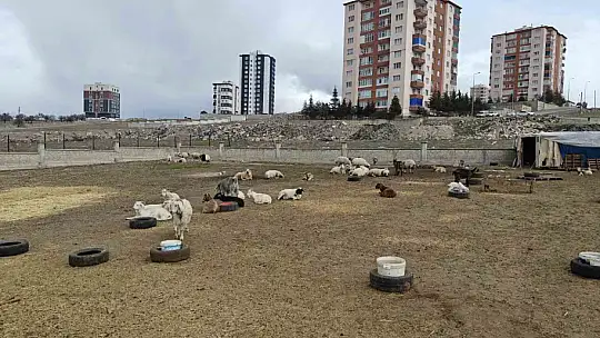 Kayseri'de ahıra hayvan saldırdı: 6 keçi telef 5 keçi kayıp