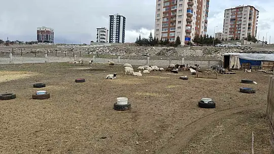Kayseri'de ahıra hayvan saldırdı: 6 keçi telef 5 keçi kayıp