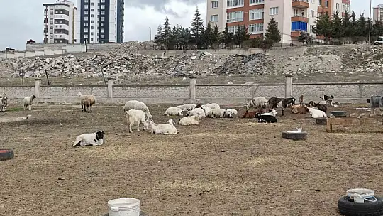 Kayseri'de ahıra hayvan saldırdı: 6 keçi telef 5 keçi kayıp