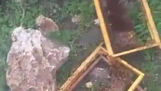 Kayseri'de ayılar arı kovanlarına saldırdı