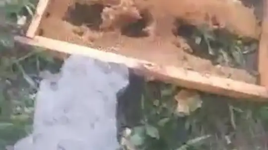 Kayseri'de ayılar arı kovanlarına saldırdı